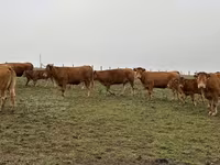 Kuh, Limousin-Kuh — Foto 6