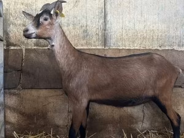 عنزة, Alpine goat