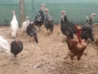 Turkeys — 1-сурет