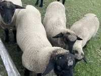 公羊, White Suffolk sheep — 照片 2