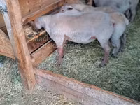 كبش, Rouge de l’Ouest sheep — الصورة 1
