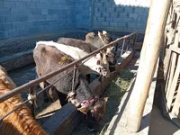 Byk, Swiss cattle — zdjęcie 1