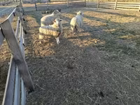 公羊, Sheep — 照片 3
