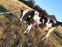 Touro, Russian Black pied cattle — foto 4