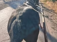 Caballo, Caballos — foto 3