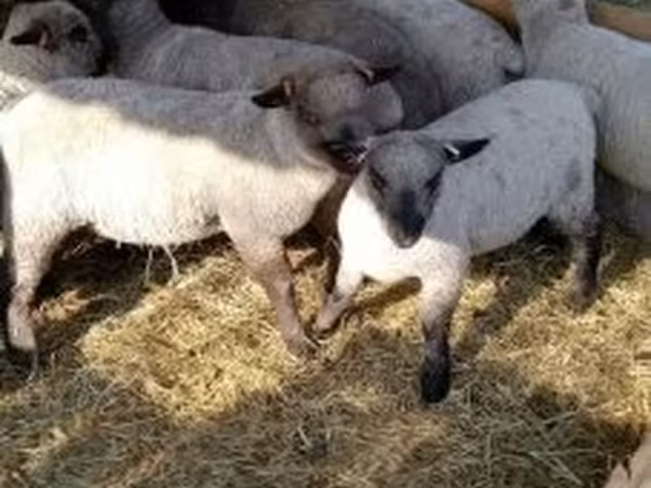 Oveja, Shroshire sheep — Hungría