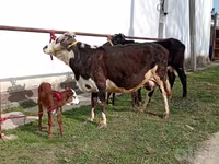 गाय, Simmental cattle — फ़ोटो 4