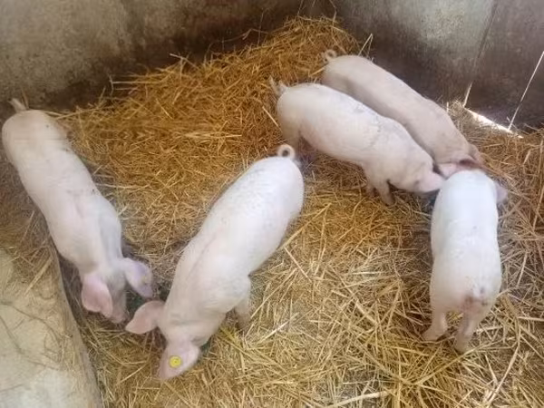 Säue, Schweine — Ungarn