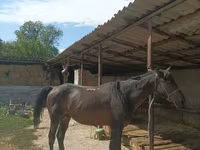Cheval, Karachay horse — photo 1