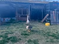 Geese — 2. fotó