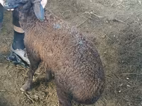 Kos, Suffolk sheep — 6. fotó