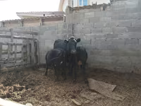 Tehén, Latvian Blue cattle — 1. fotó