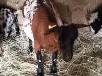 公山羊, Goats — 照片 1