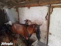 公山羊, Alpine goat — 照片 3
