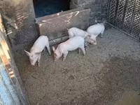 नर सूअर, सूअर — फ़ोटो 1