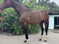 حصان, Thoroughbred horse — الصورة 6