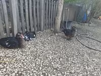 Ducks — 4. fotó