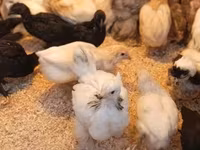Chickens — 2. fotó