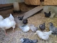 Chickens — photo 2