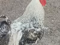 Chickens — foto 2