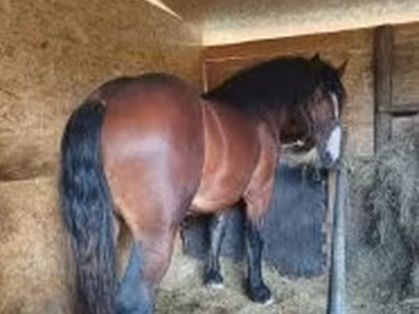 Hengst, Pferde