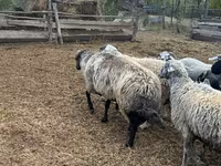 Kos, Karakul sheep — 3. fotó