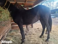 Yegua, Lipizzaner — foto 1