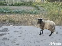 Kos, Racka sheep — 3. fotó