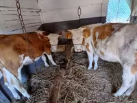 母牛, Simmental cattle — 照片 3