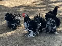 Bantam de Pequim — foto 1