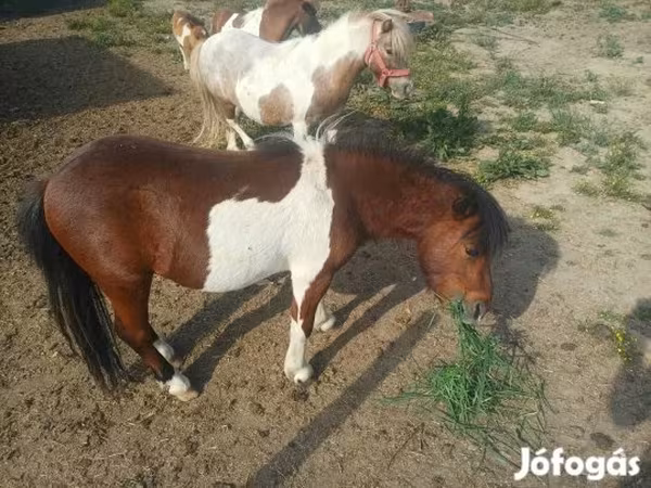 Hing, Shetland Pony — Magyarország