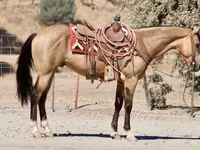 Hing, Quarter Horse — 8. fotó