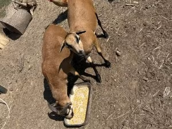Ram, Cameroon sheep