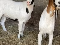 Cabra, Boer goat — foto 7