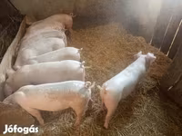 Süldőanya, Sertések — 5. fotó