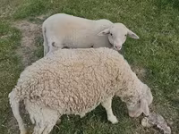 绵羊（批次，未指定性别）, Sheep — 照片 1