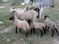 公羊, Sheep — 照片 1