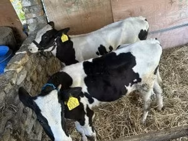 Bika, Russian Black pied cattle — Magyarország