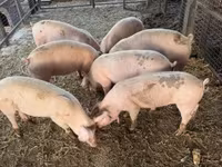 公猪, Pigs — 照片 2