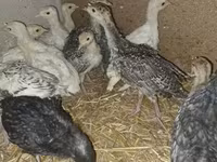 Turkeys — 照片 5