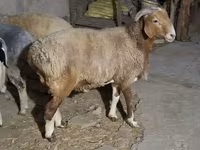 Ovelhas (lote, sexo não especificado), Ovelhas — foto 7