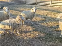 公羊, Sheep — 照片 1