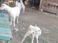 عنزة, Dutch Landrace goats — الصورة 6