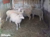 Juhok (tétel, nem megadva), Juhok — 1. fotó