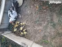 Ducks — الصورة 2