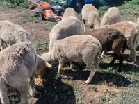 公羊, Merino sheep — 照片 6