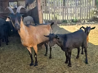 Billy Goat, Dutch Landrace goats — photo 4