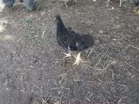 Chickens — foto 2