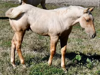 घोड़ा, Quarter Horse — फ़ोटो 7