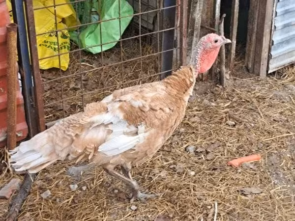 Turkeys — Hongrie